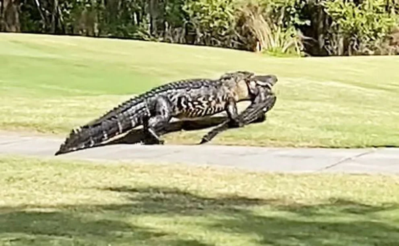 Un caimán de más de 3 metros arrastró a un estanque a un hombre y lo mató