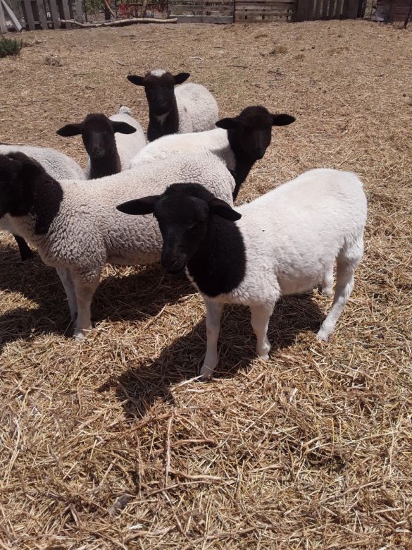El colegio agrotécnico de Bulnes realiza una jornada de valor agregado de carne ovina