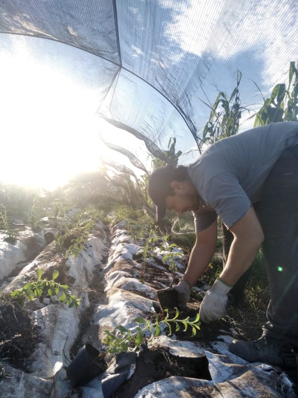 En Río Cuarto, productores de Stevia construyen un sueño que no para de crecer
