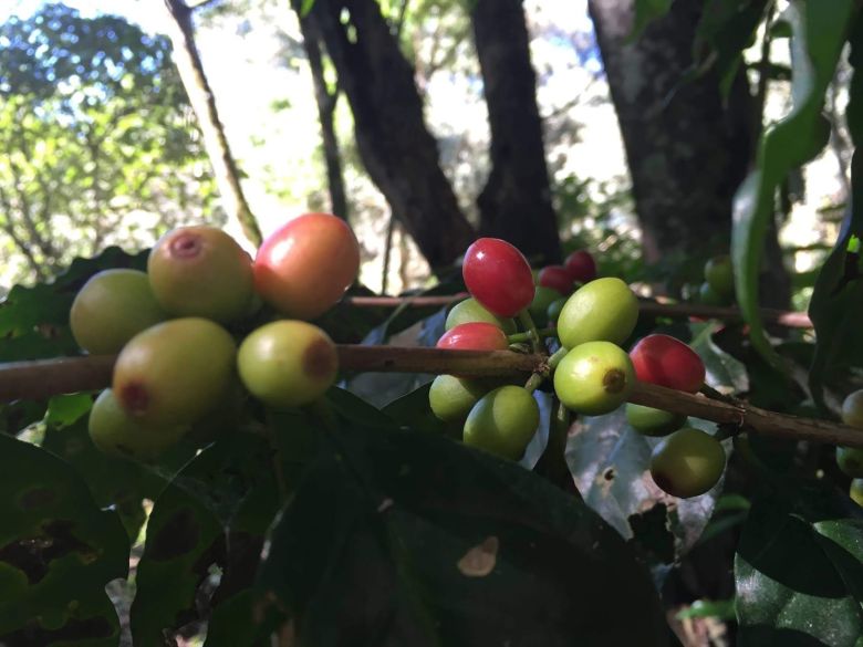 El único café 100% argentino en manos de una emprendedora aventurera en medio de la selva salteña