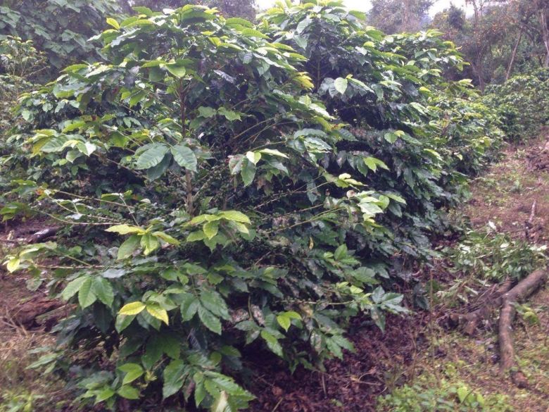 El único café 100% argentino en manos de una emprendedora aventurera en medio de la selva salteña