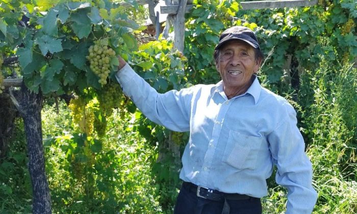 Don Pancho con 90 años mantiene intacta su arte de producir la tierra en Cachi, Salta