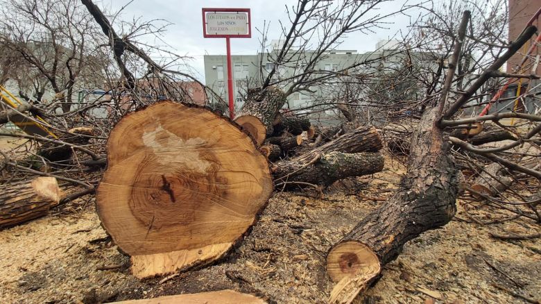 Preocupación de los vecinos de las 320 viviendas por “la tala de árboles”