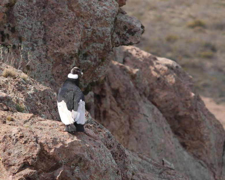 Conservación del Cóndor Andino: una pasión que rescata y libera aves amenazadas
