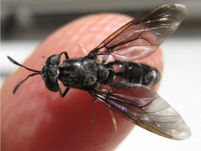 Criarán moscas para reciclar residuos de frigoríficos, generar biodiesel y proteínas