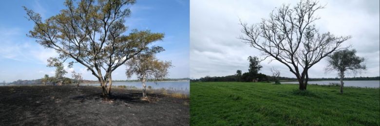 Los humedales de los Esteros del Iberá se recuperan luego de los incendios forestales