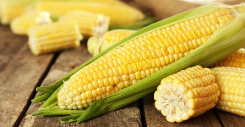 Los cultivos de maíz en la mira