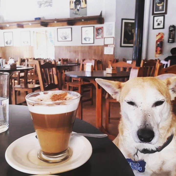 Corchito, el perro que “atiende” en un bar de Chivilcoy