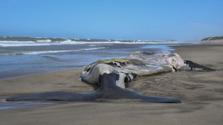 Siguen apareciendo ballenas muertas en Península de Valdés