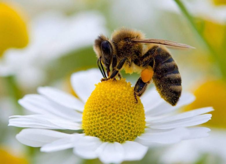 Con la nueva cosecha de miel, un pantallazo de precios de la temporada apícola 2022