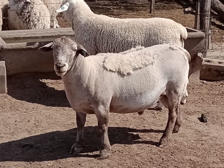 Introducen dos nuevas razas ovina en la región
