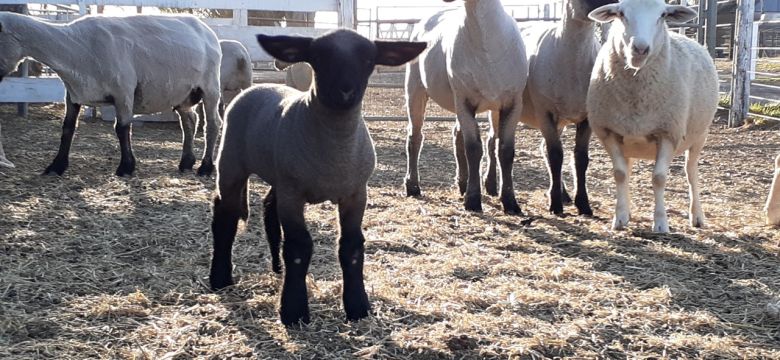Introducen dos nuevas razas ovina en la región