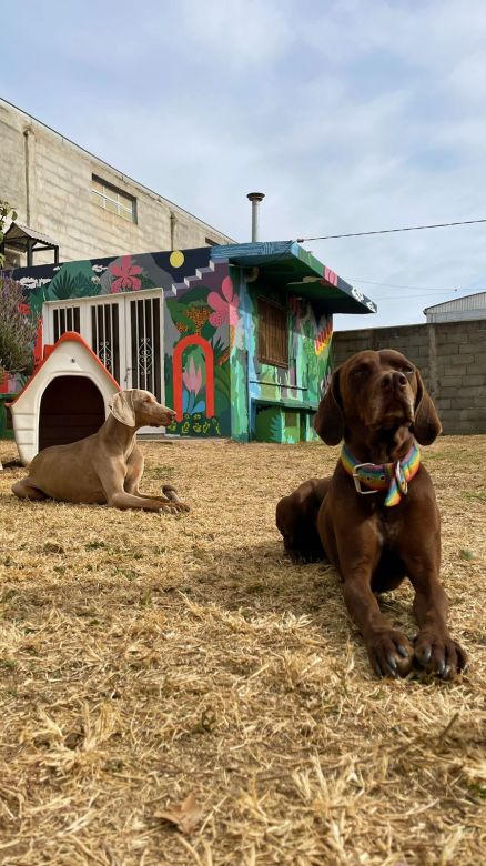 Un Hostel Canino donde los perros andan libres como panchos por su casa