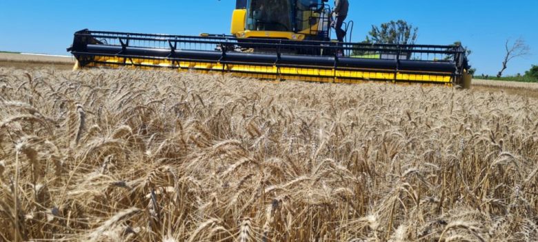 Córdoba perderá 496 millones de dólares y deberá importar trigo para satisfacer la demanda