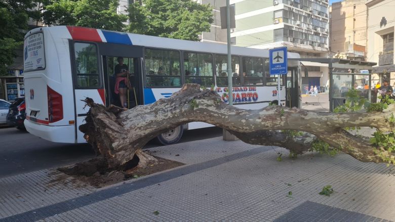 Se cayó un árbol en Plaza Roca