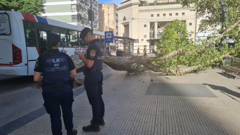 Se cayó un árbol en Plaza Roca