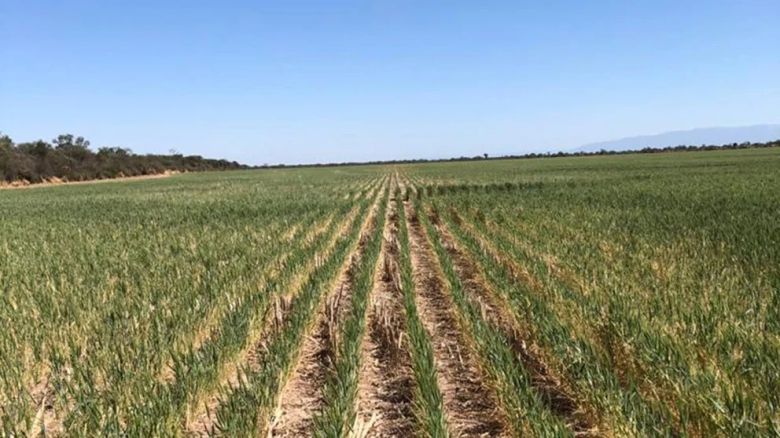 Sequía histórica: se agrava el retraso en la siembra de soja y maíz, los dos cultivos que más divisas aportan al país