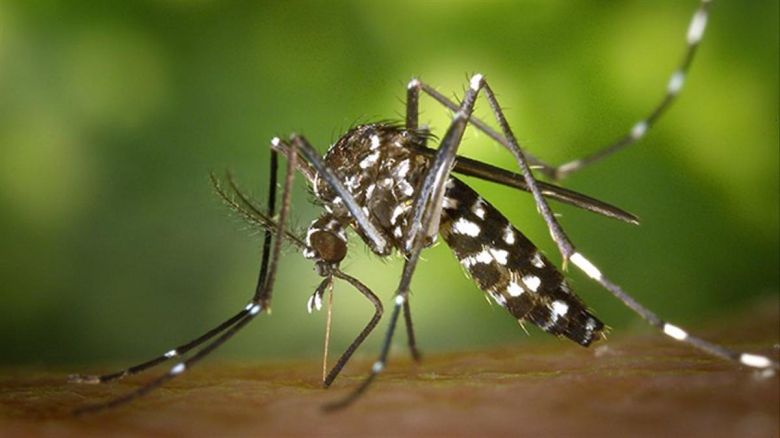 Previenen la proliferación de mosquitos 