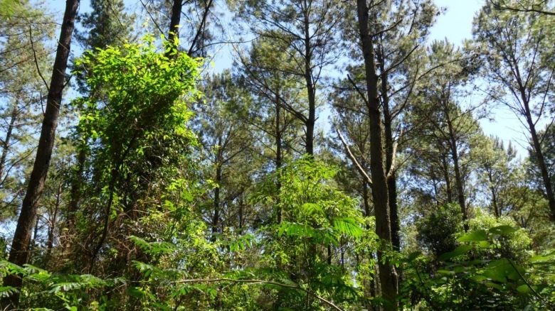 Las plantaciones de los bosques nativos también sufren la crisis hídrica