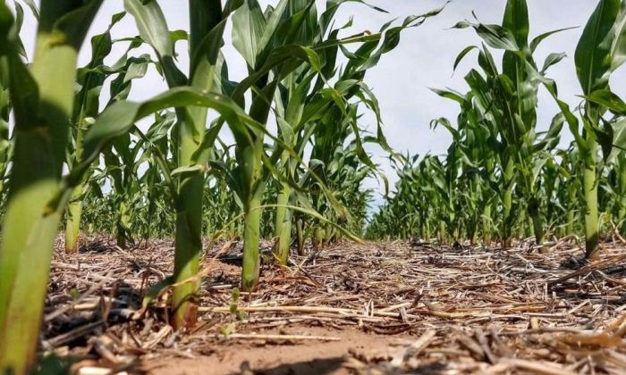 En la región los lotes de maíz ya se perdieron por la sequía
