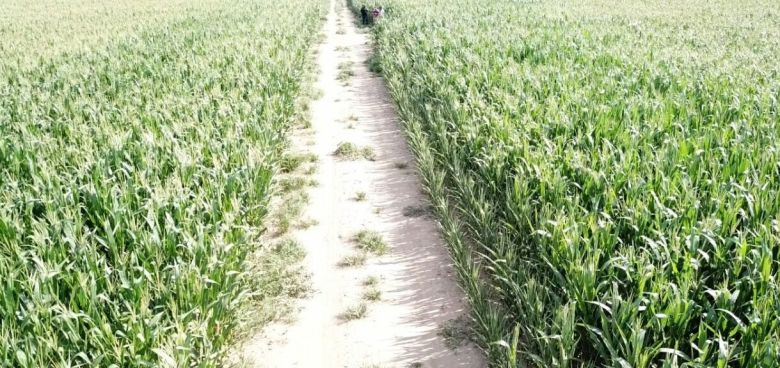 Una empresa cordobesa adoptó un sistema Israelí y en plena sequía producen maíces con altos rendimientos