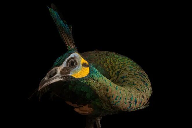 Pájaro verde de Indochina