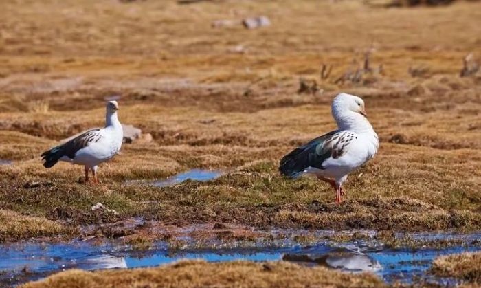 Confirman un caso de gripe aviar en la Argentina