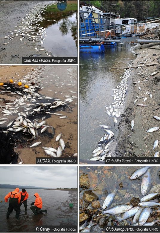 Se determinaron las causas de la mortandad de peces que se produjo en septiembre del 2022 