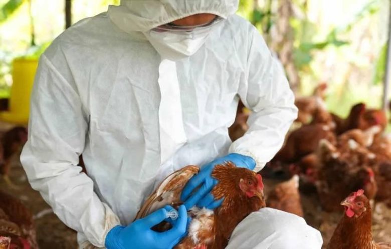 Preocupación por el aumento de casos de gripe aviar y el impacto en las avícolas