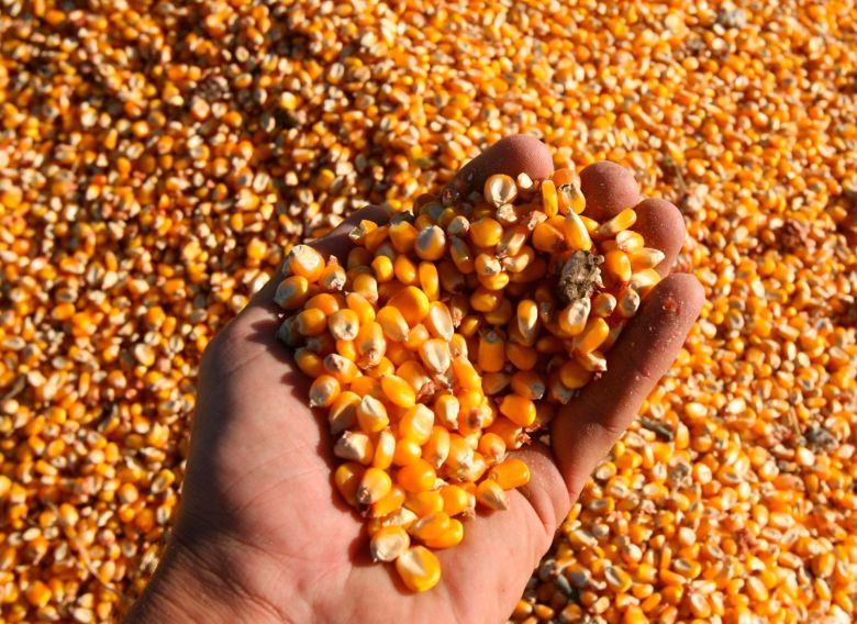 La AFIP incautó 300 toneladas de maíz que se exportaban a Uruguay irregularmente
