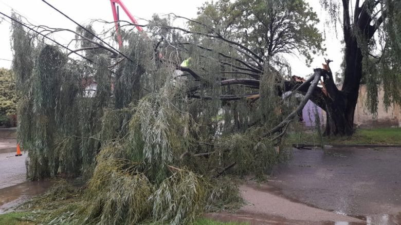El intenso viento generó algunos inconvenientes con la caída de ramas, árboles y postes