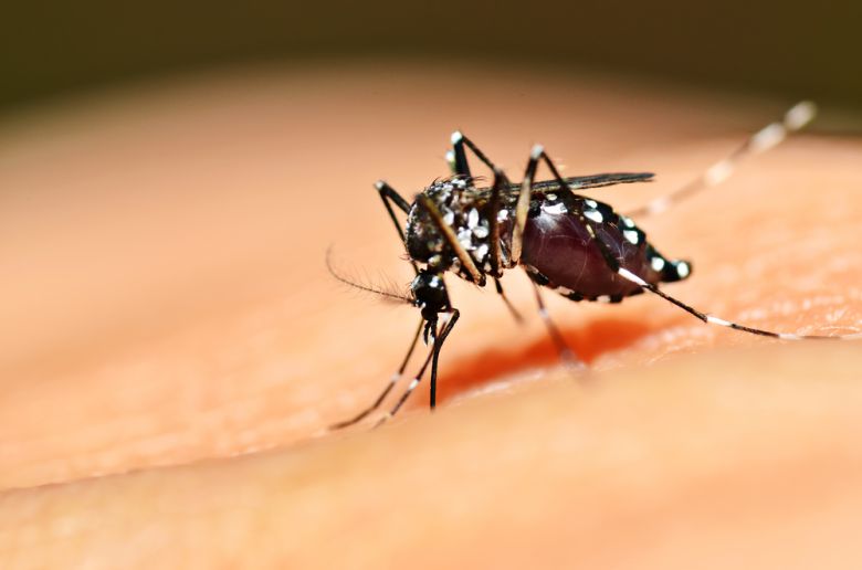 4 casos confirmados de dengue en Río Cuarto 