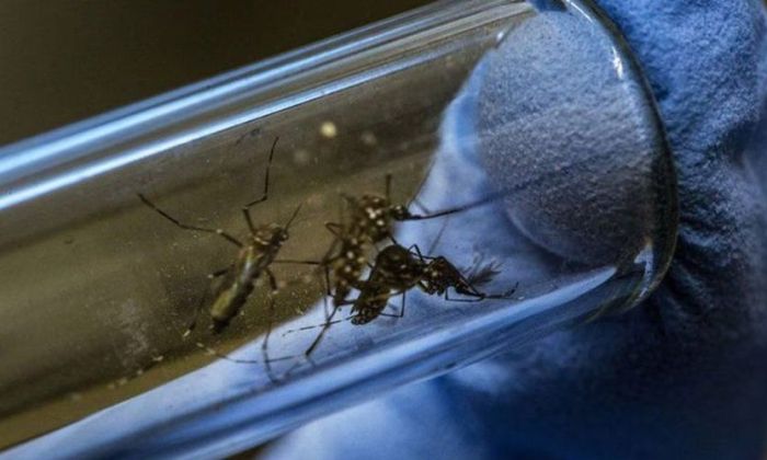 Dengue: la inmunidad alterada puede traer complicaciones