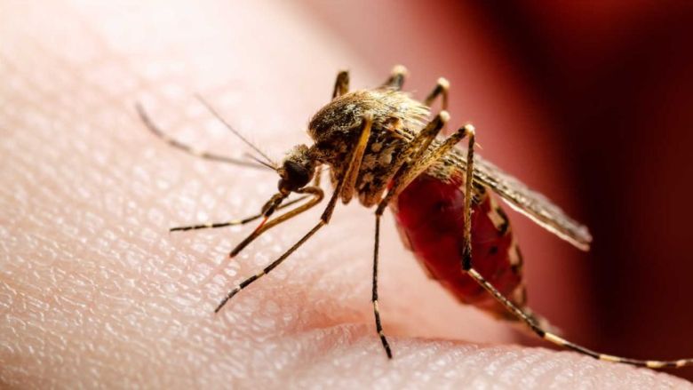 Confirman cuatro casos de dengue en Villa María