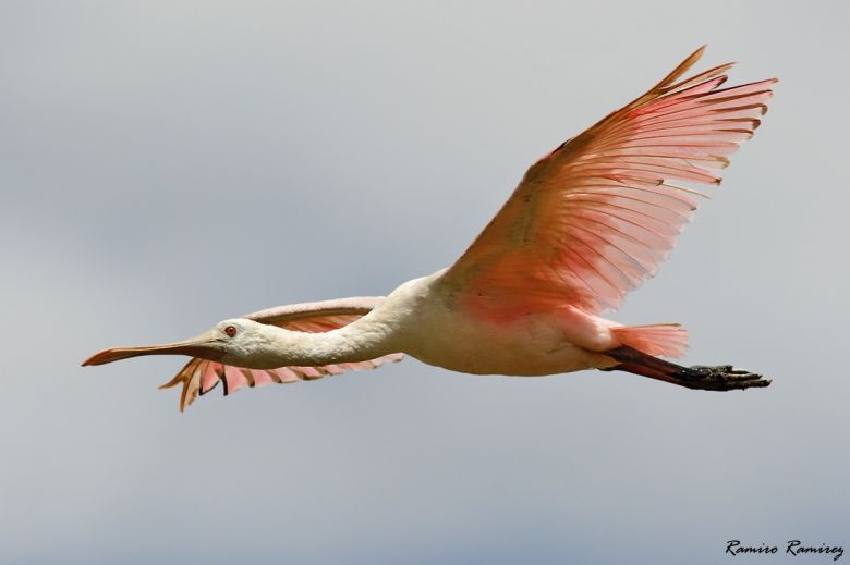 Río Cuarto tiene su Club de Observadores de Aves y es un éxito rotundo