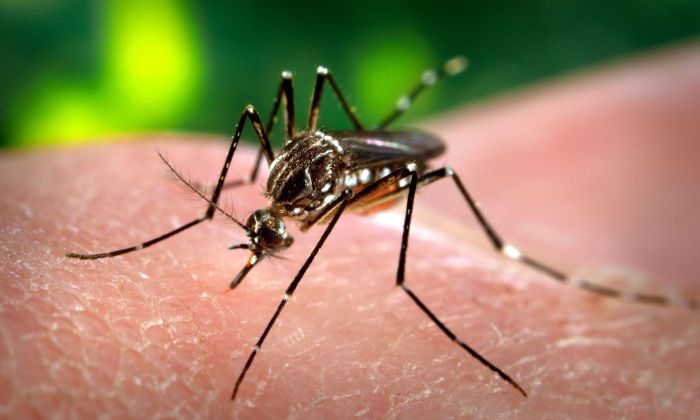 Dengue en Argentina: cuál es el nuevo síntoma que circula en el país