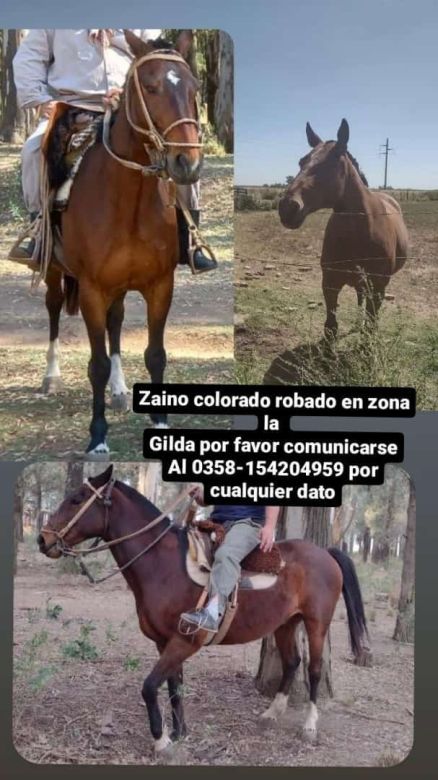 Tras la difusión por Radio Río Cuarto surgió un dato y aparecieron dos caballos robados en La Gilda