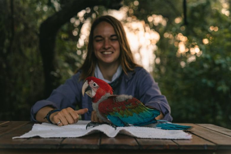 Una joven introduce al guacamayo rojo en Corrientes y escribe historias inspiradoras sobre este animal