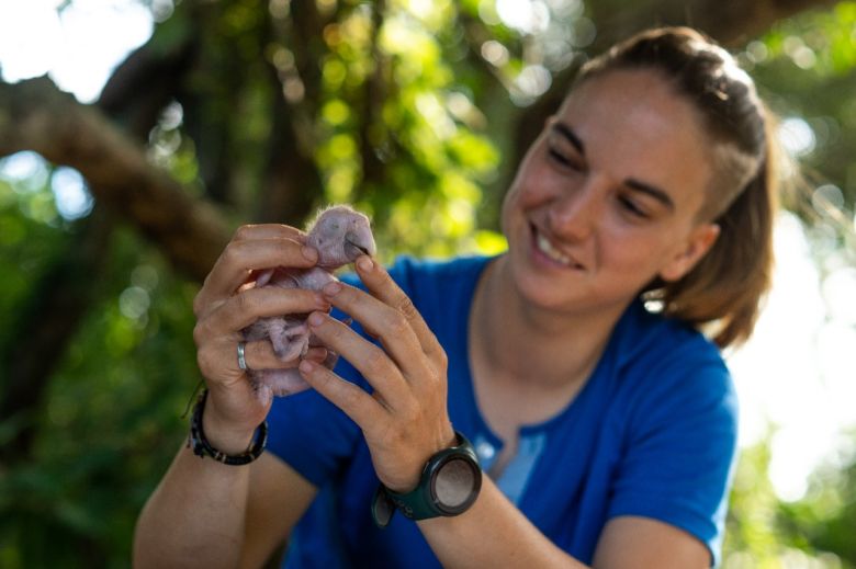 Una joven introduce al guacamayo rojo en Corrientes y escribe historias inspiradoras sobre este animal