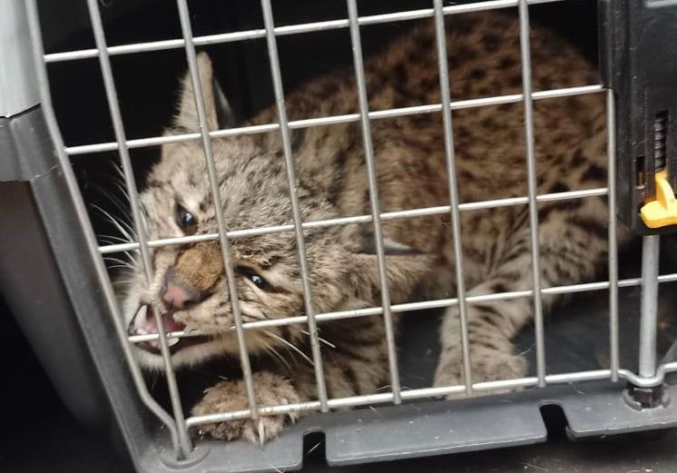 Un gato montés famoso en Tik Tok fue rescatado del mascotismo