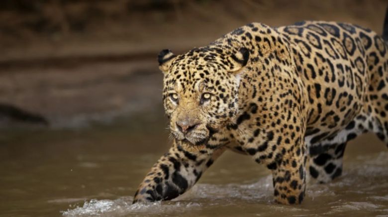 Día de la biodiversidad: hay siete especies de animales en peligro crítico de extinción en la Argentina