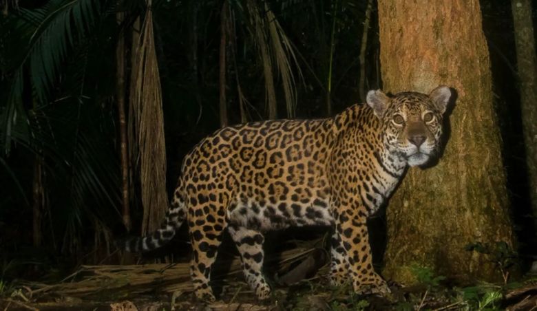 Día de la biodiversidad: hay siete especies de animales en peligro crítico de extinción en la Argentina