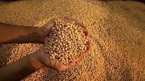 El ritmo de la siembra presiona los precios de los granos
