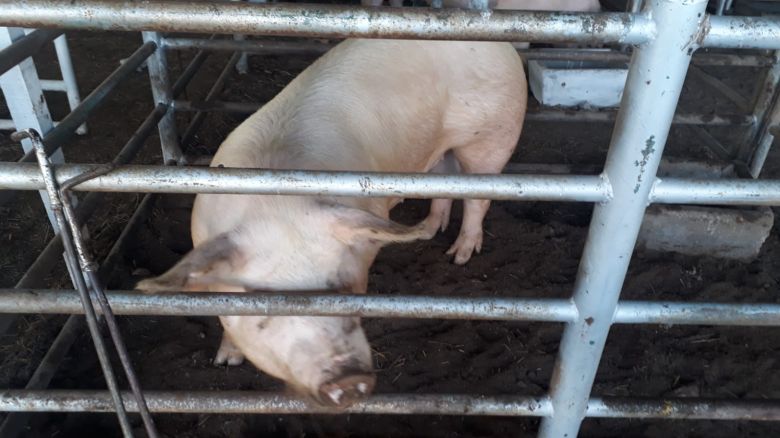 Se realizará la 69º Exposición de Porcinos en la Rural