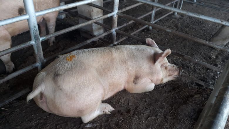 Se realizará la 69º Exposición de Porcinos en la Rural