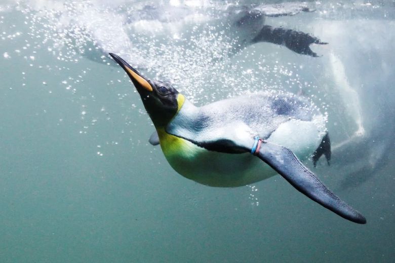 Día Mundial de los Océanos: el viaje de los pingüinos es un indicador de la salud de los mares