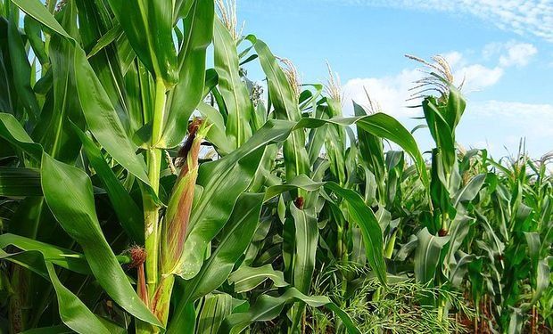 Avance en la investigación para enfrentar el mal de Río Cuarto, una enfermedad que afecta al cultivo de maíz