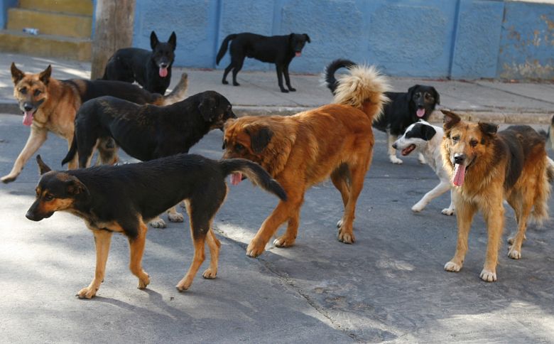 Afirman que hay unos 200 perros en el centro de reinserción municipal