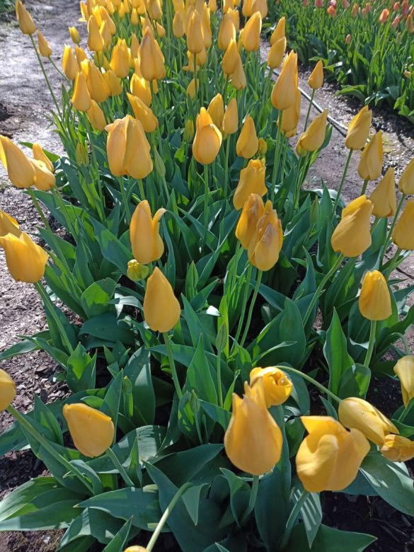 Tiene una plantación de tulipanes en el corazón del Valle de Calamuchita