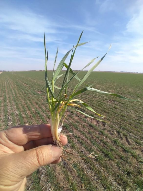 El trigo más complicado que nunca en el sur de Córdoba, pero con una chance más